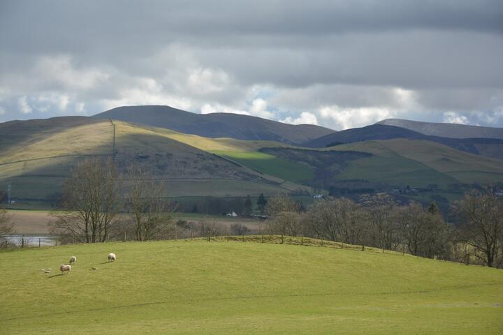 Picture of hills in Scotland with some trees and sheep