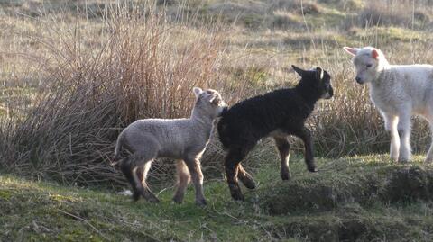 Shetland lambs, not in Meeting for Worship