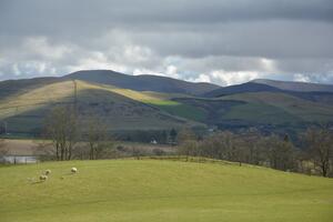 Picture of hills in Scotland with some trees and sheep